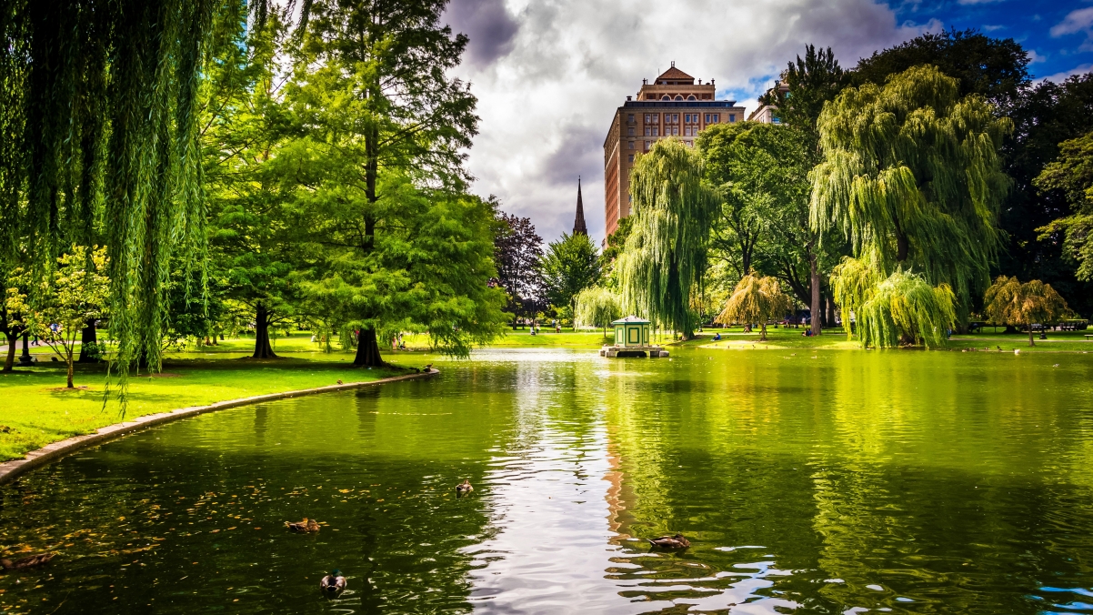 波士顿的马萨诸塞州 美国公园 树 池塘 草 4K风景壁纸