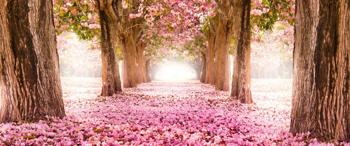 粉红色的樱花小道3440x1440风景壁纸