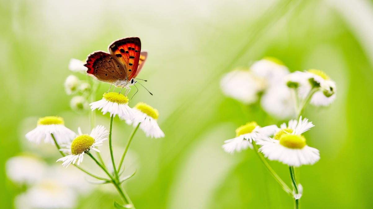 蝴蝶在白色的雏菊5k高清图片
