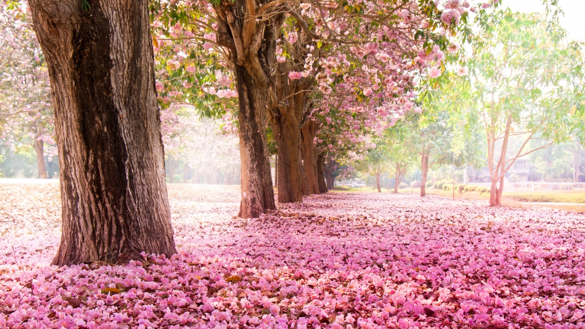 公园树木粉红色樱花3840x2160风景壁纸