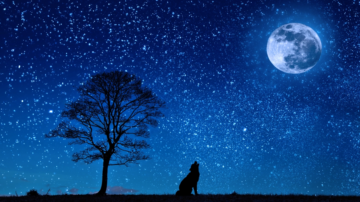 狗 狼 月球 树 夜 繁星点点的天空 剪影 草地 4K风景壁纸