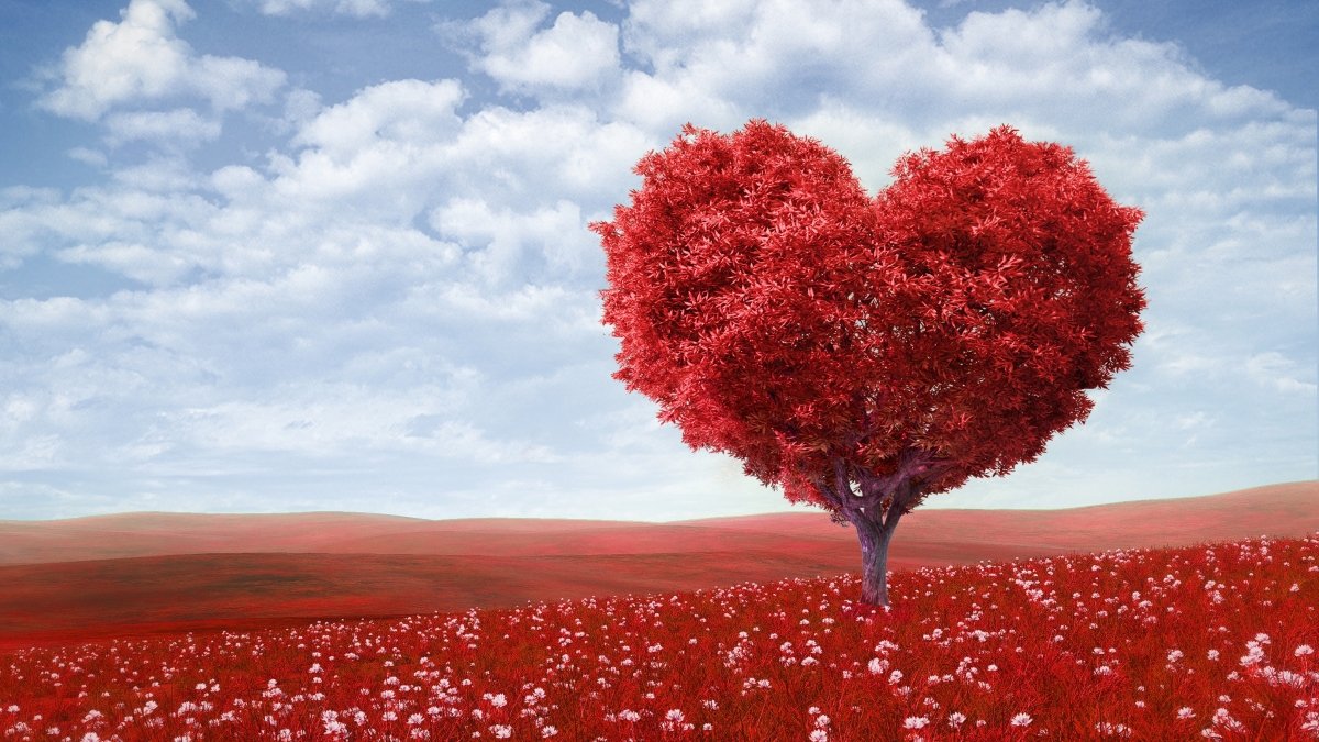 红色心形树,花场,浪漫爱情,风景图片