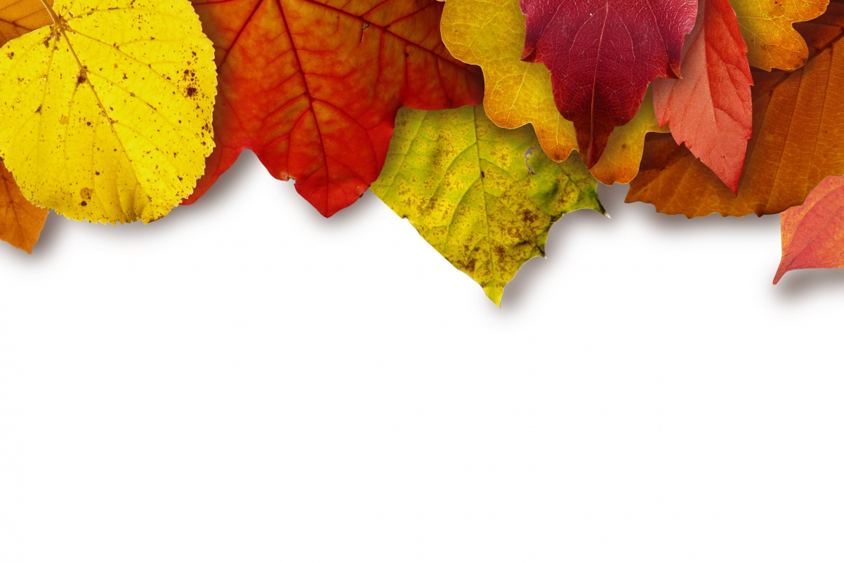 秋天的落叶4k背景图片