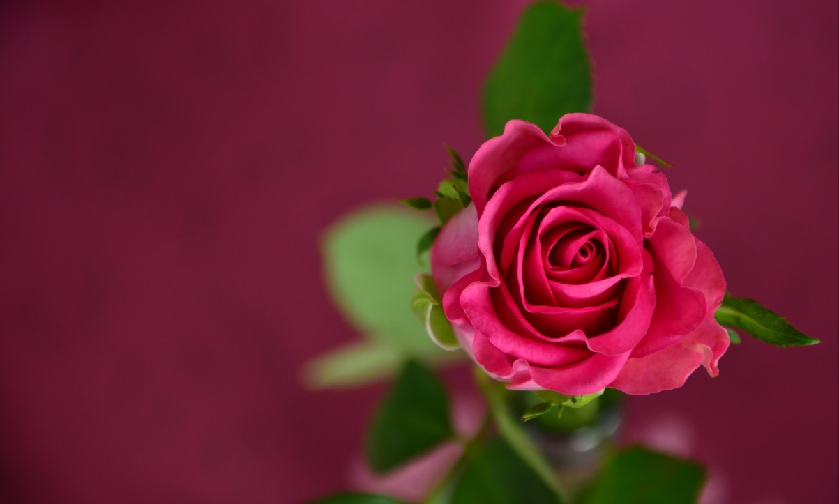 鲜艳的红色玫瑰摄影图片