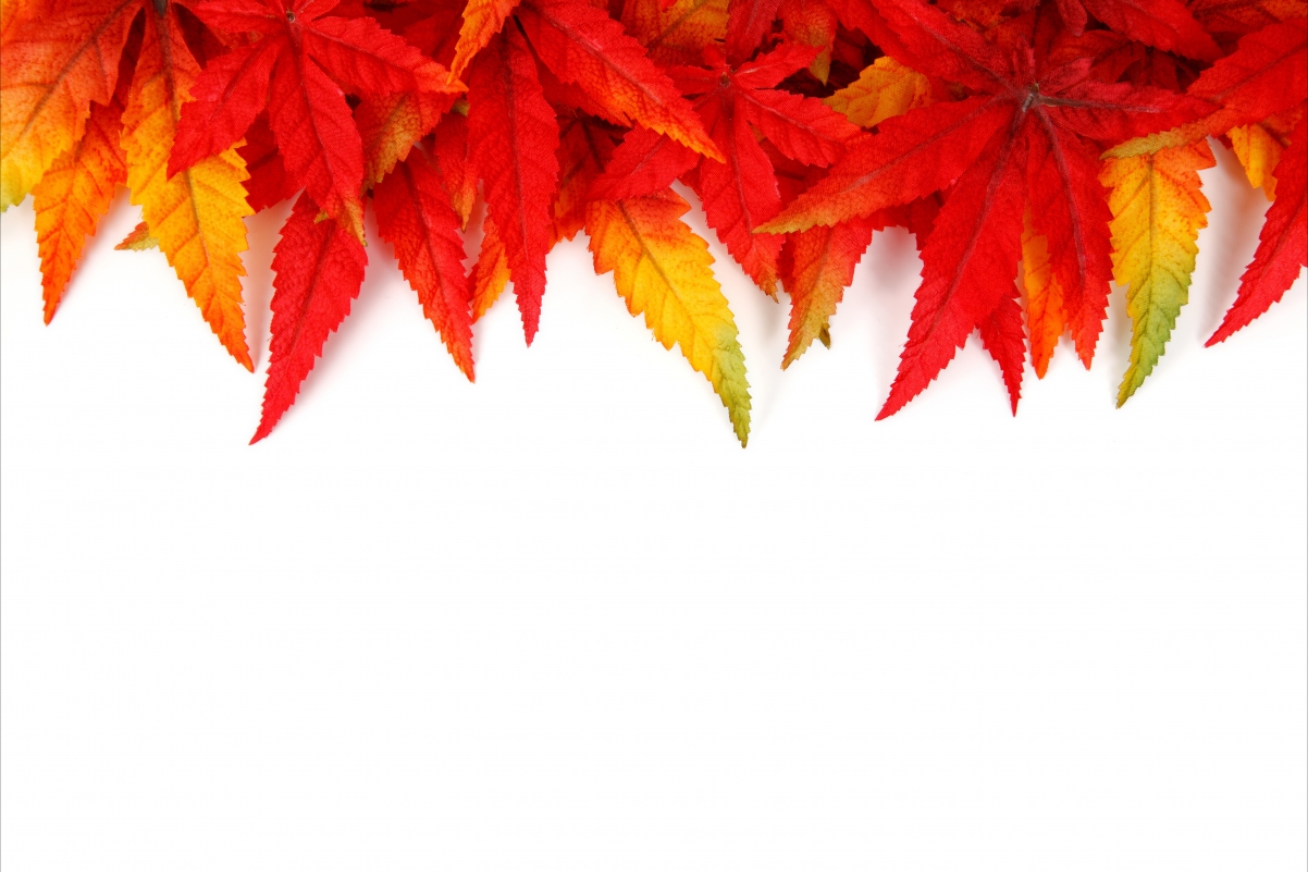 秋天 红叶 叶子 5K背景图片