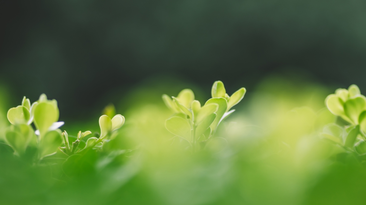 清新植物绿色背景图片
