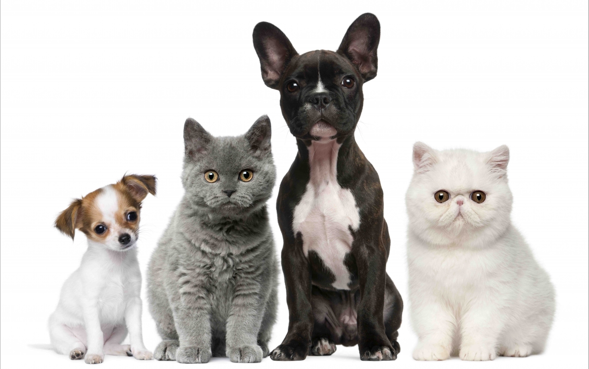 动物 猫和狗 8K壁纸
