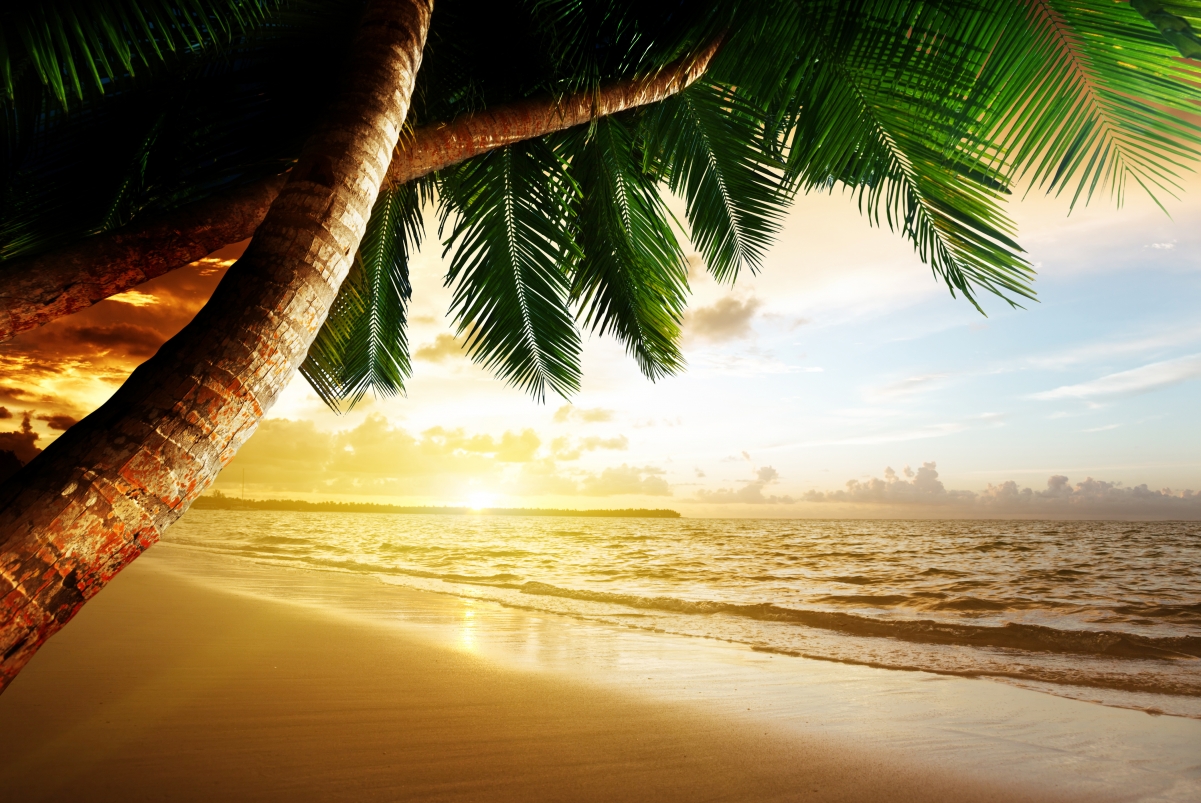 海滩椰树风景4K高清风景壁纸