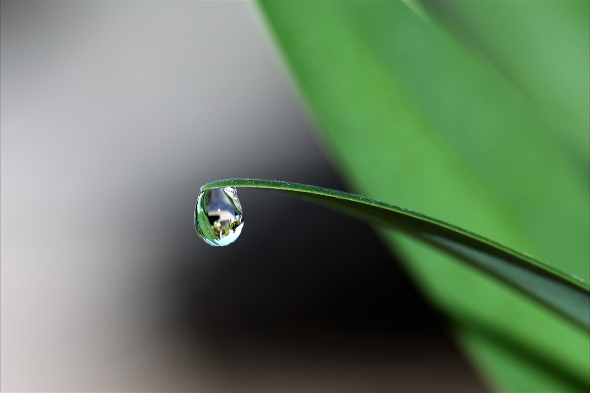 绿色植物水滴点缀，超高清4K风景壁纸，惊艳画质4324x2883，免费下载！