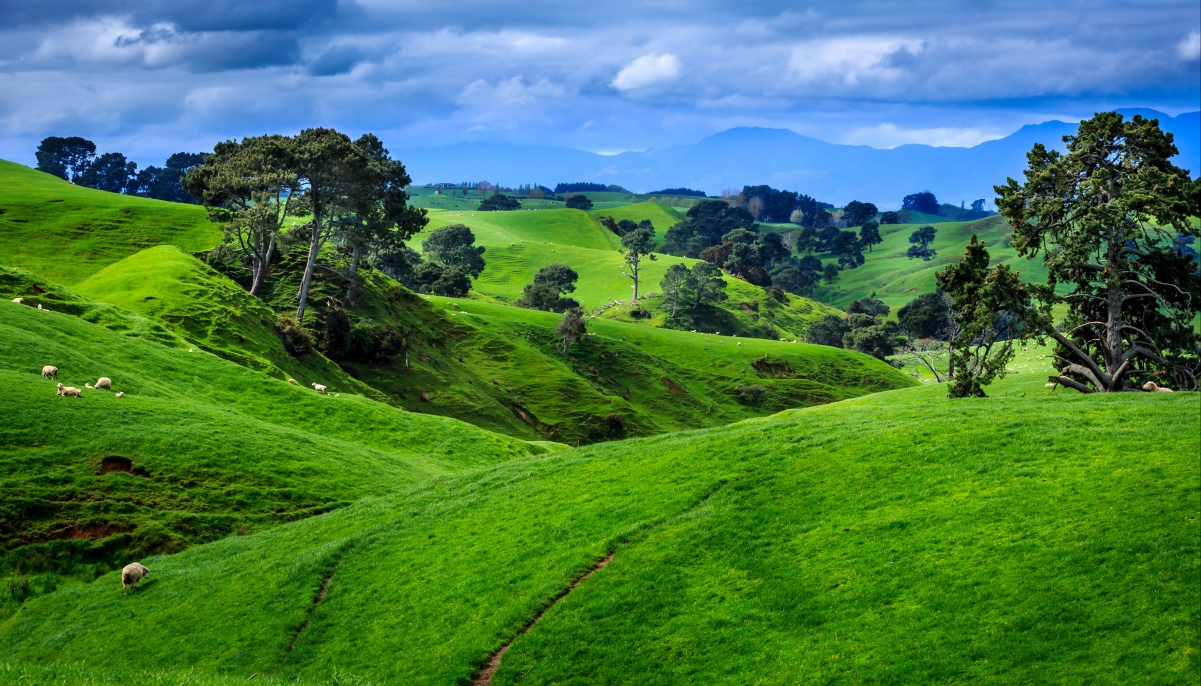 新西兰,田野,牧场的风景4K壁纸
