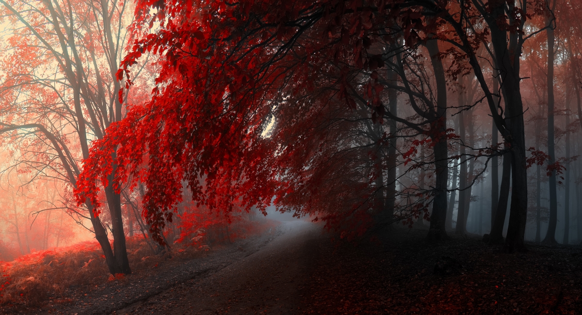 秋天森林 红色树叶 5K风景壁纸