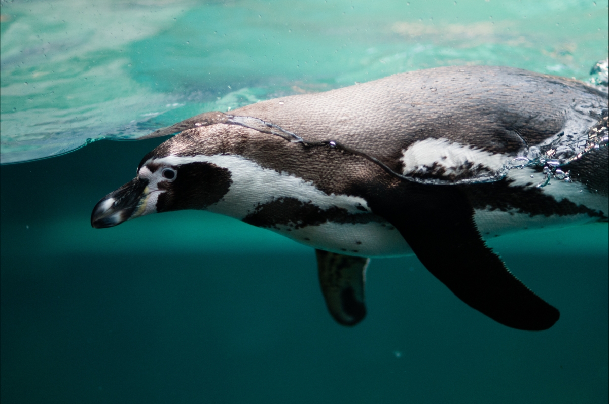 企鹅,游泳,水上和水下照片4k图片