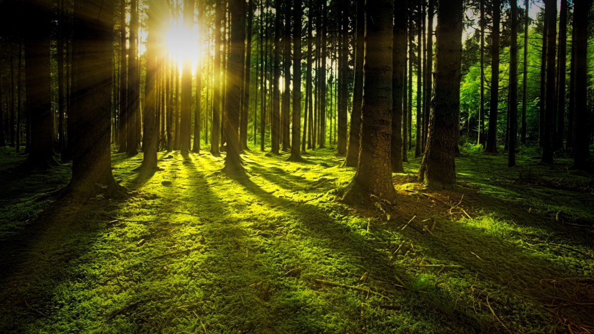 绿色森林 太阳 光线 苔藓 黎明 4k风景壁纸