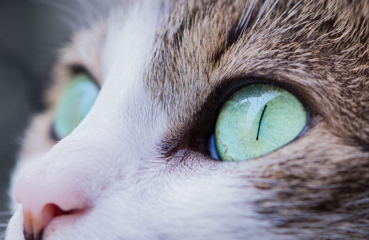 动物 动物摄影 猫 眼睛 4K图片