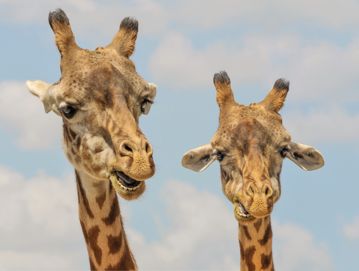 两只长颈鹿 搞笑 可爱 4K壁纸图片
