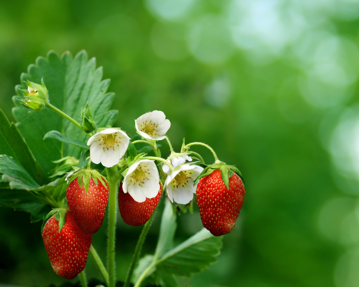 草莓水果,花,叶子,高清图片