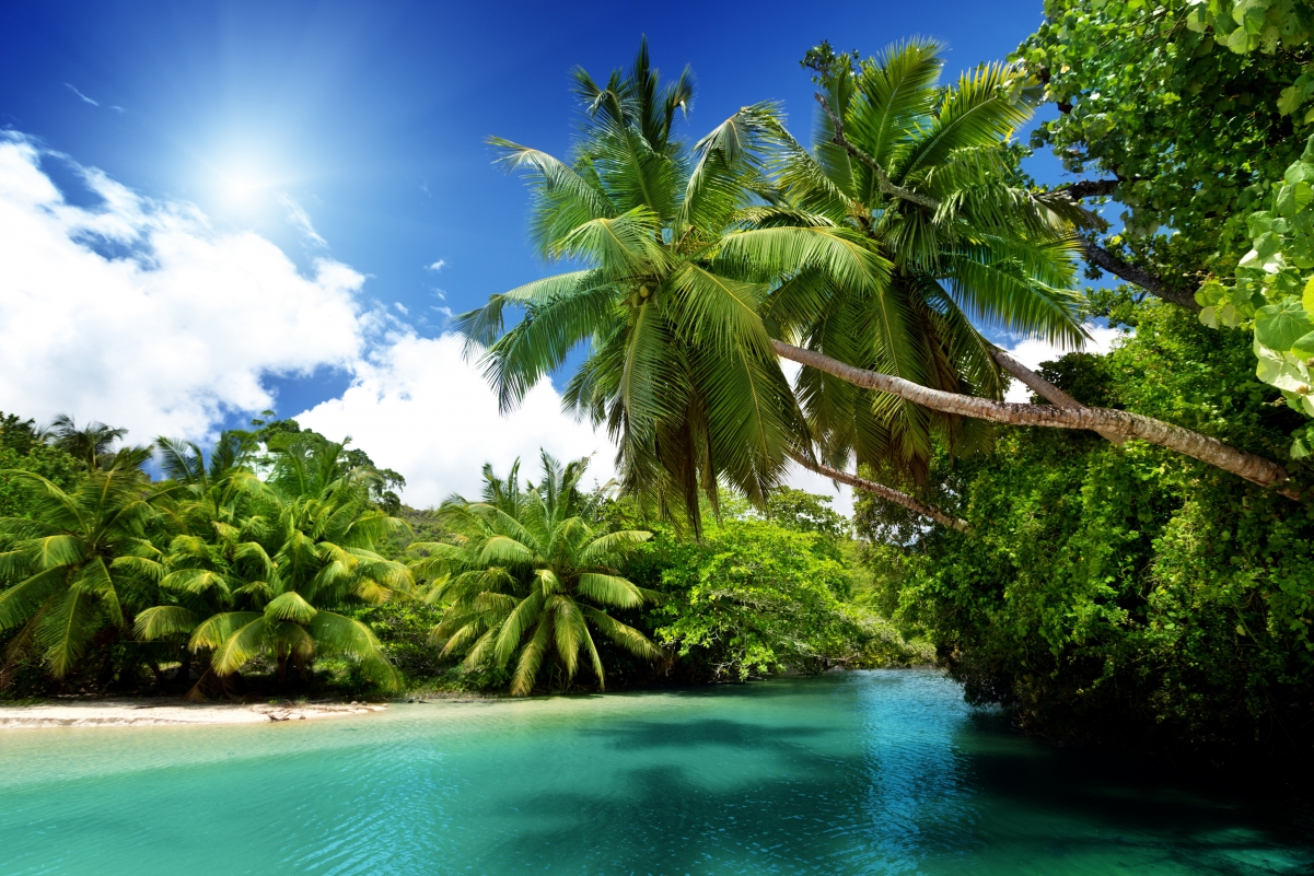 热带天堂,沙滩,大海,蓝天,阳光,棕榈树,风景图片