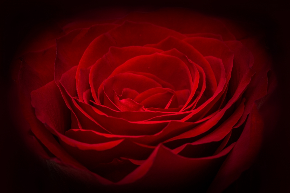 红玫瑰5k图片
