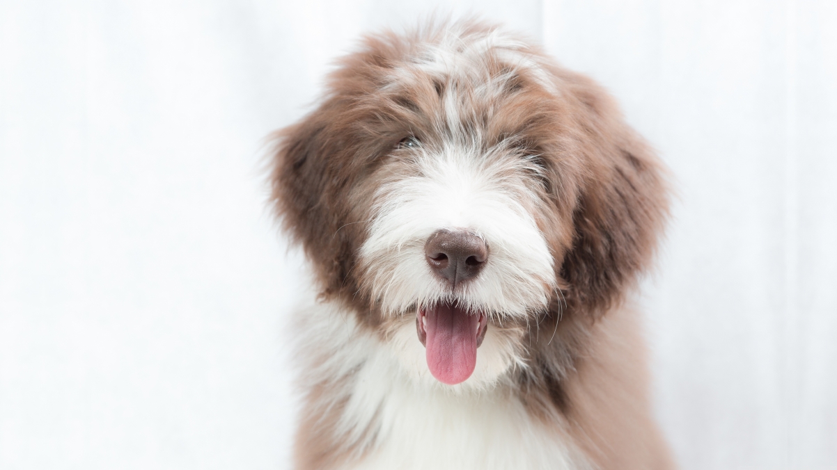 牧羊犬幼犬精选，超清4K壁纸，动物美图，3840x2160高清下载