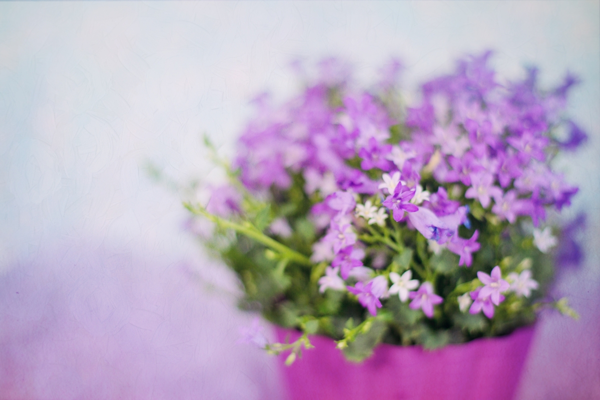 紫色花朵 花束 5K图片