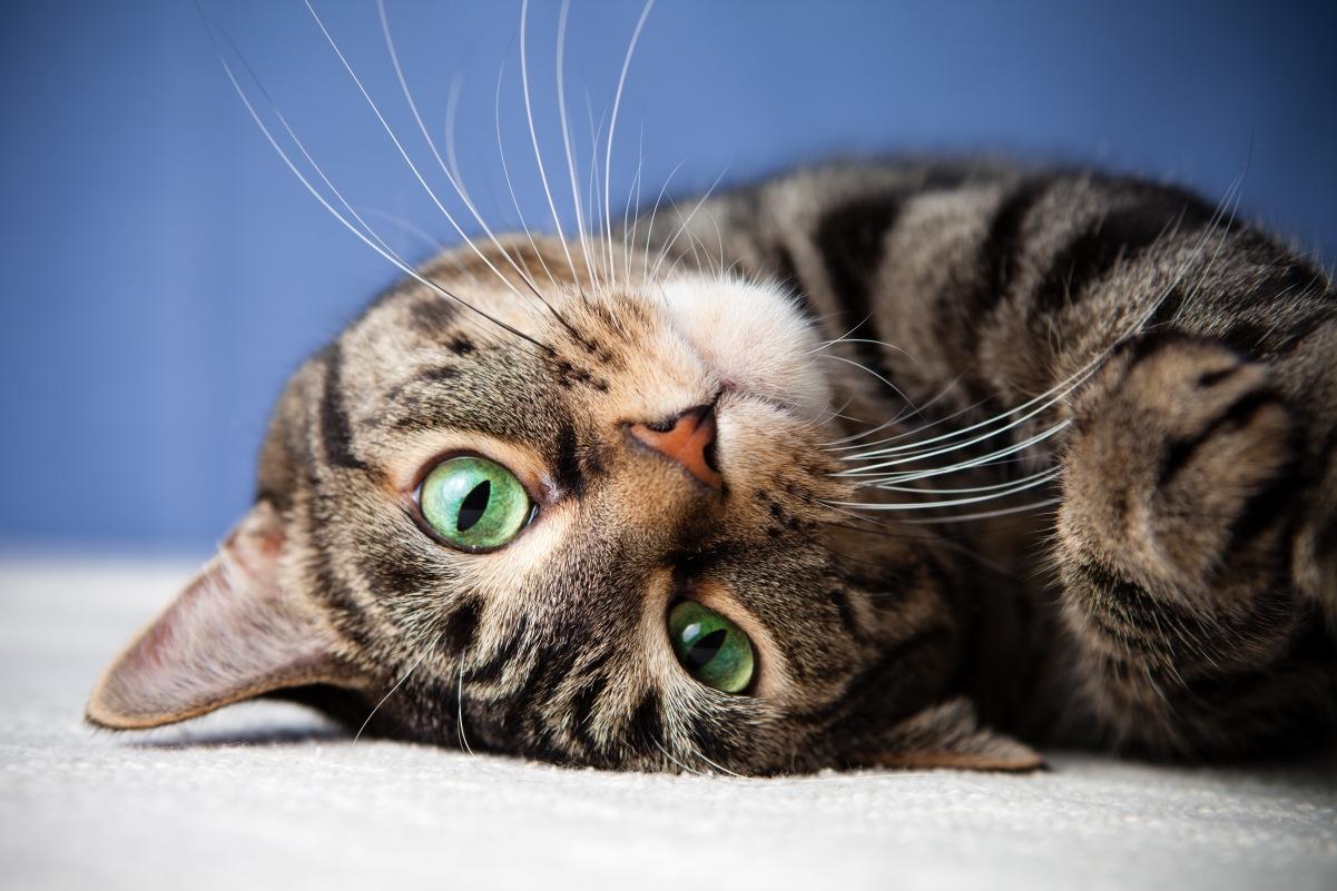 猫 眼睛 姿态 可爱的猫5K壁纸