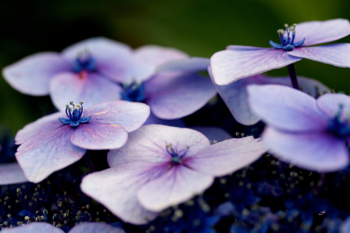 自然紫色的花朵4k图片