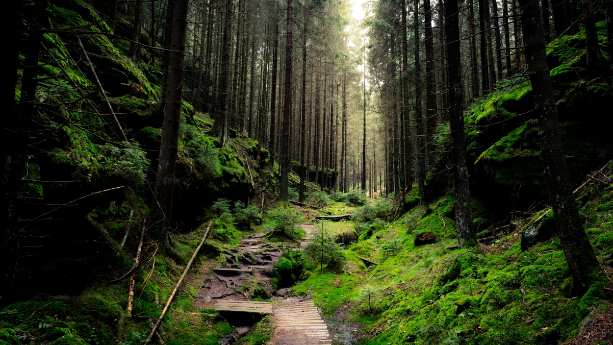 德国国家公园自然森林风景4K超清壁纸