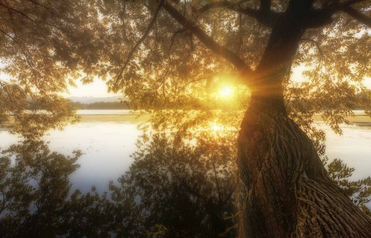 西湖畔太阳下的老树4k图片
