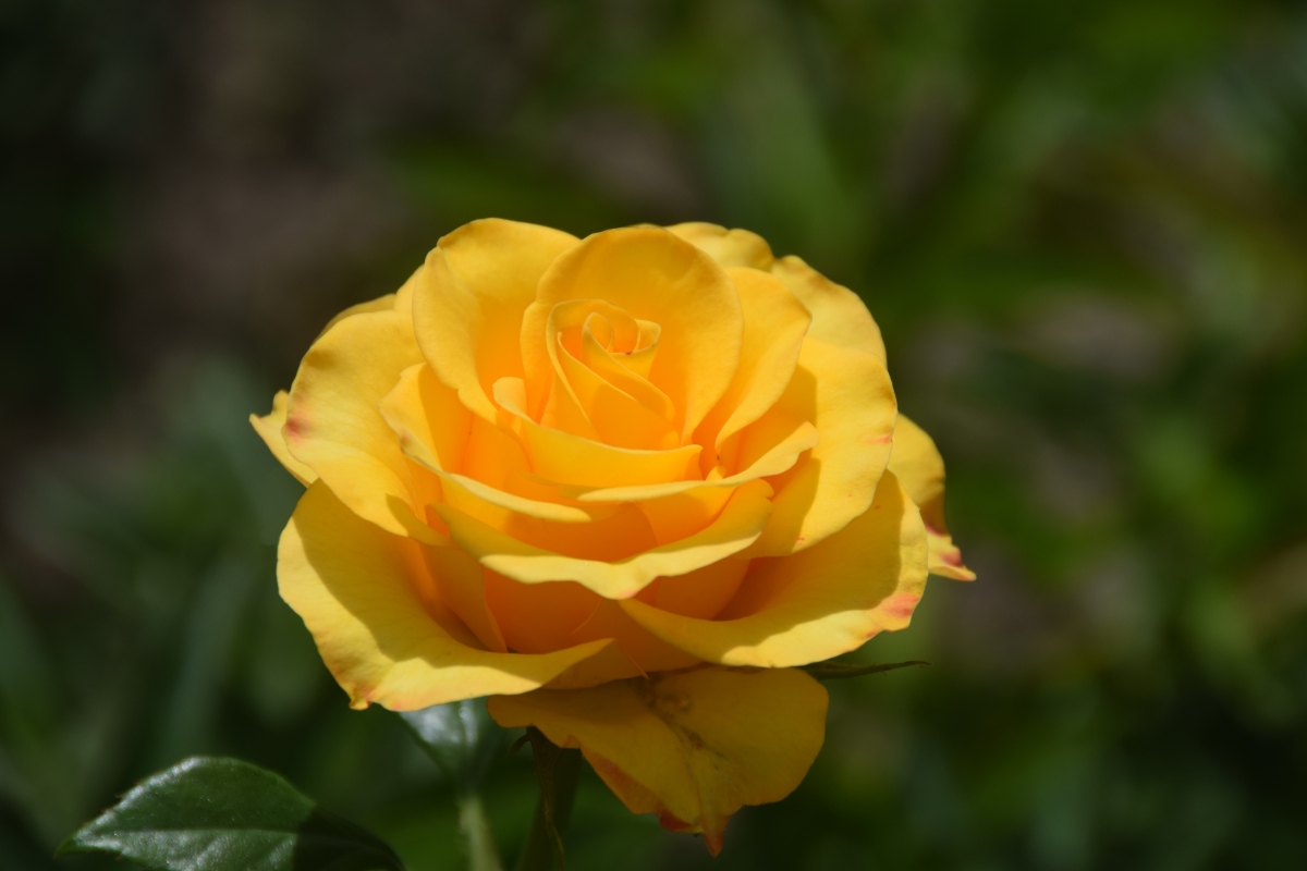 黄色玫瑰 美丽的花朵 6K壁纸
