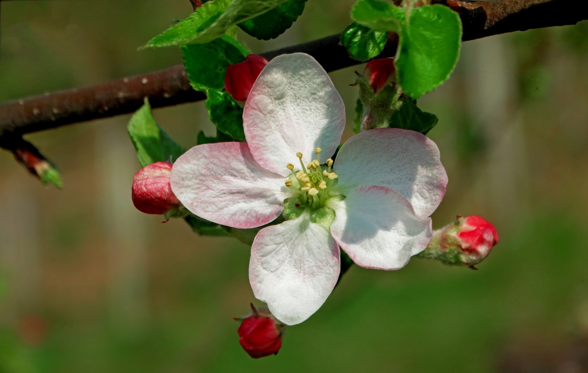苹果花 果园 自然 春天 5K图片