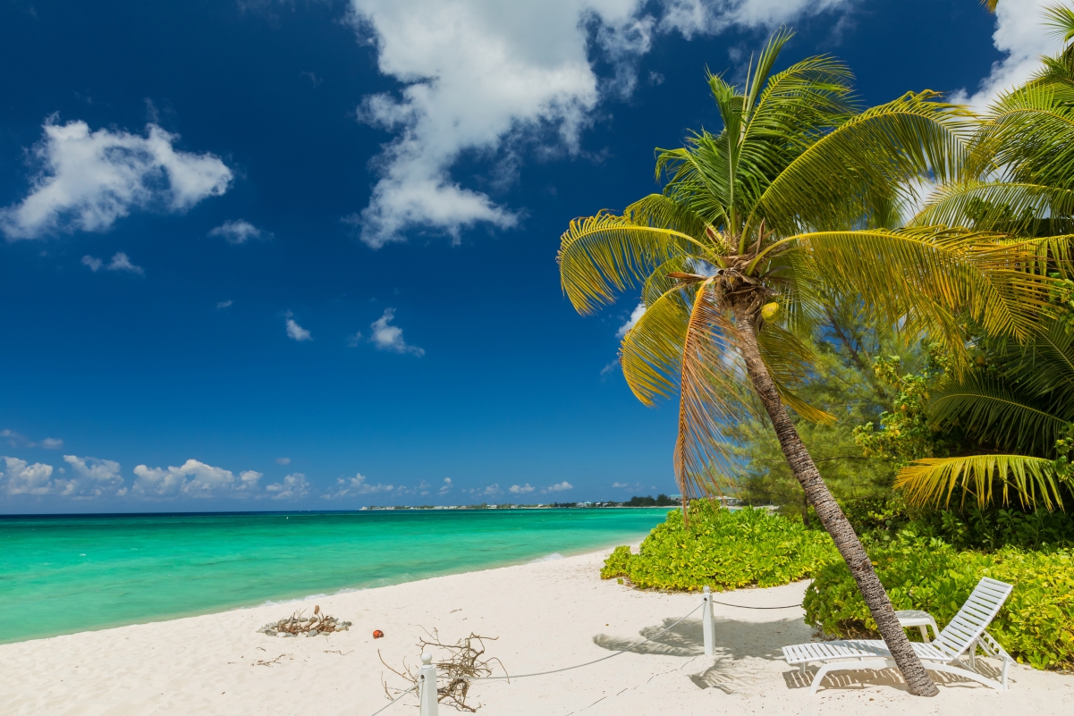 夏季海滩海边棕榈树风景4K壁纸