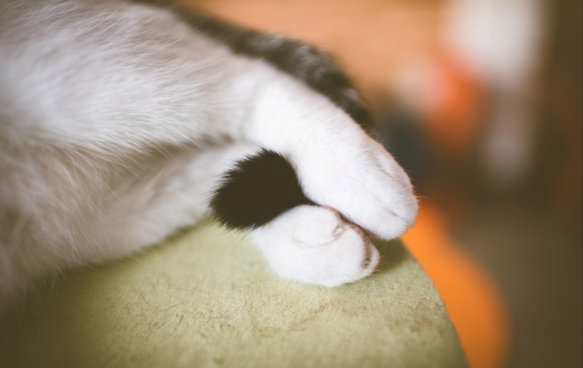 猫的尾巴,白色的爪子,猫咪4K壁纸