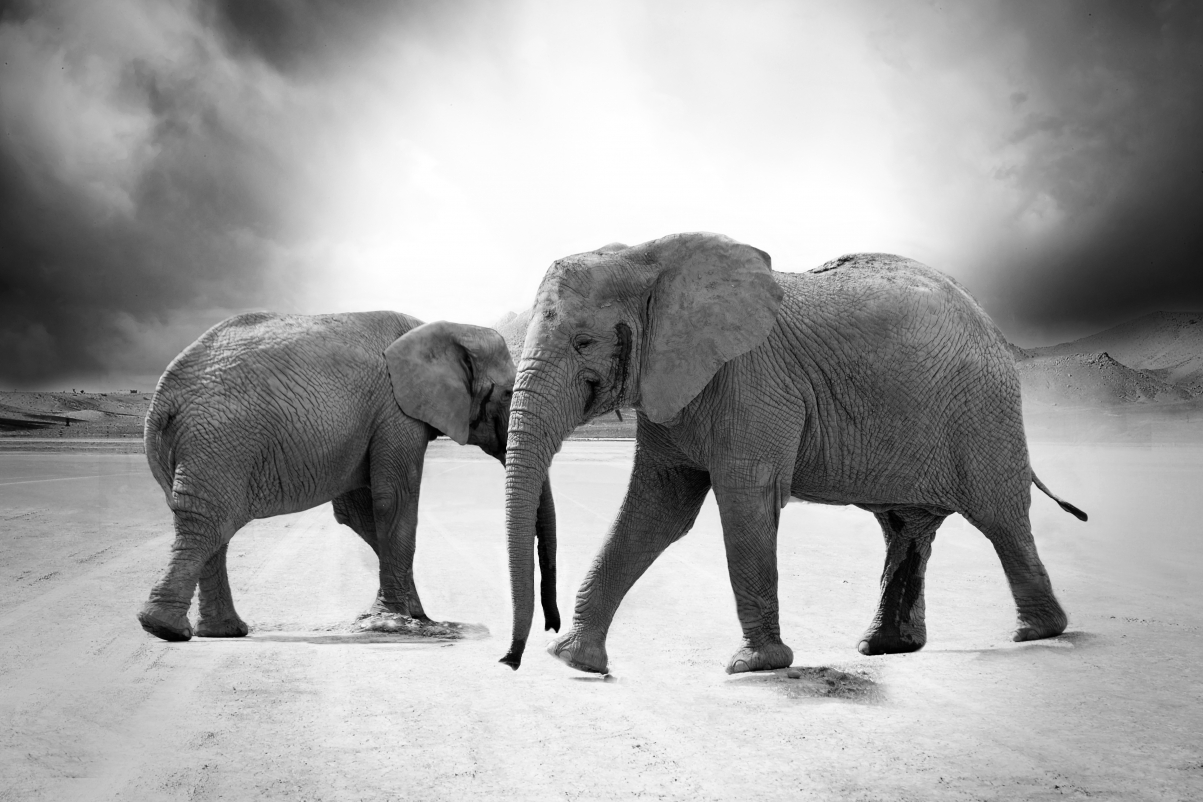 大象 象牙 动物 非洲 野生动物园 4K壁纸
