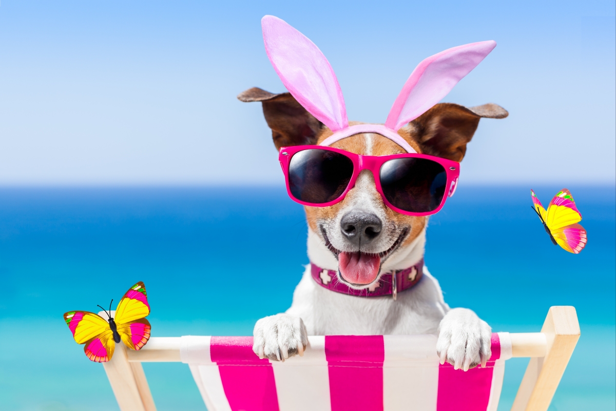 海滩,蝴蝶,太阳镜,兔耳朵,快乐的狗5K图片