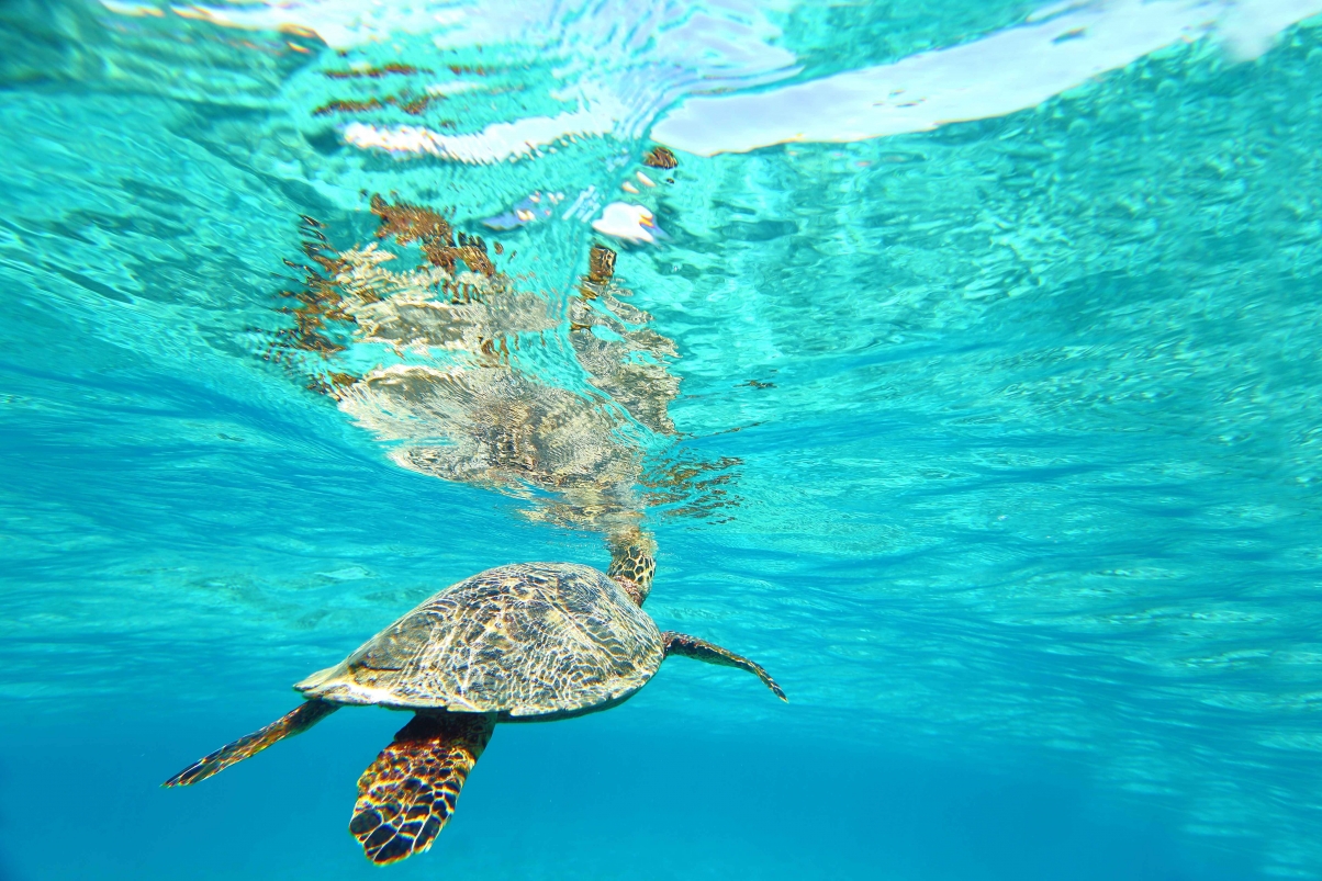 大海 海底 海龟 梦幻风景图片
