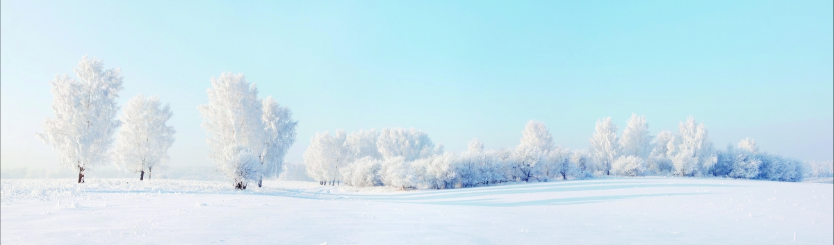 冬天 雪地 树 8K风景图片