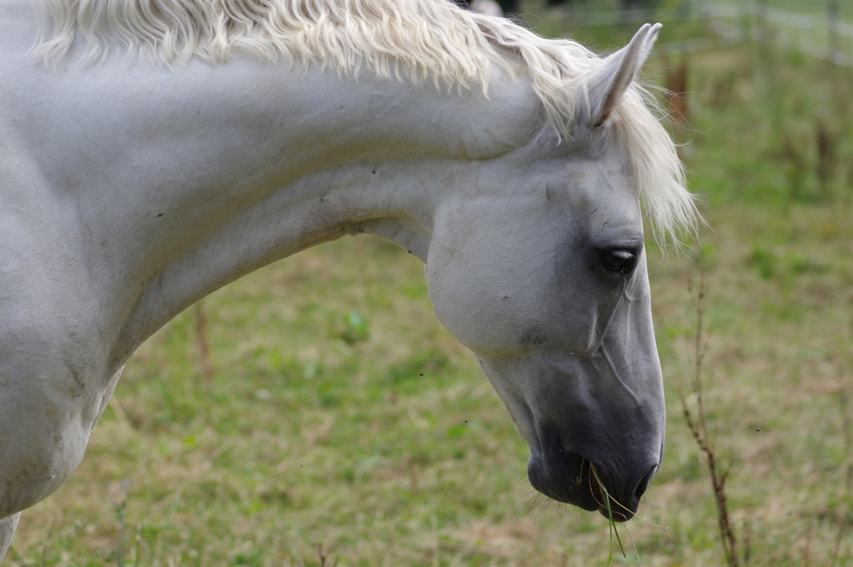 马 牧场 动物世界 马头 放牧 围场 草地 母马 吃草 白马6K壁纸