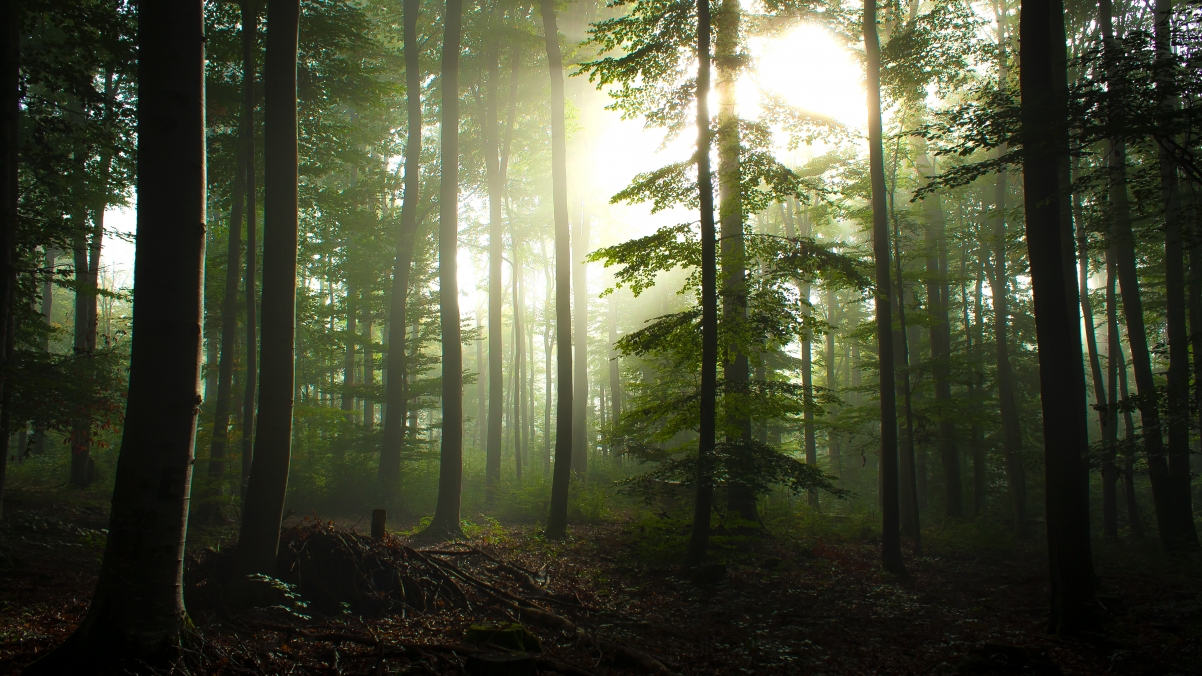 德国瓦尔登布赫 斯图加特附近的森林 早晨雾 3840x2160风景壁纸
