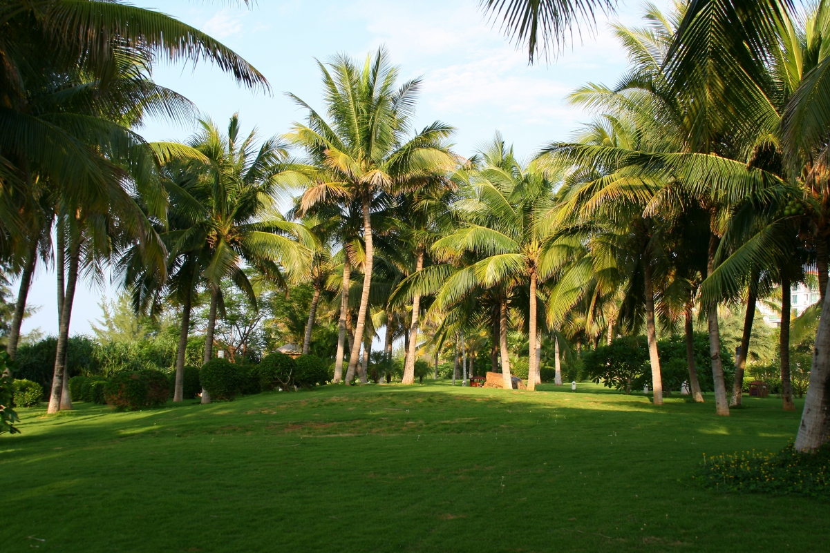 棕榈树 公园 美丽的风景4K高清壁纸图片