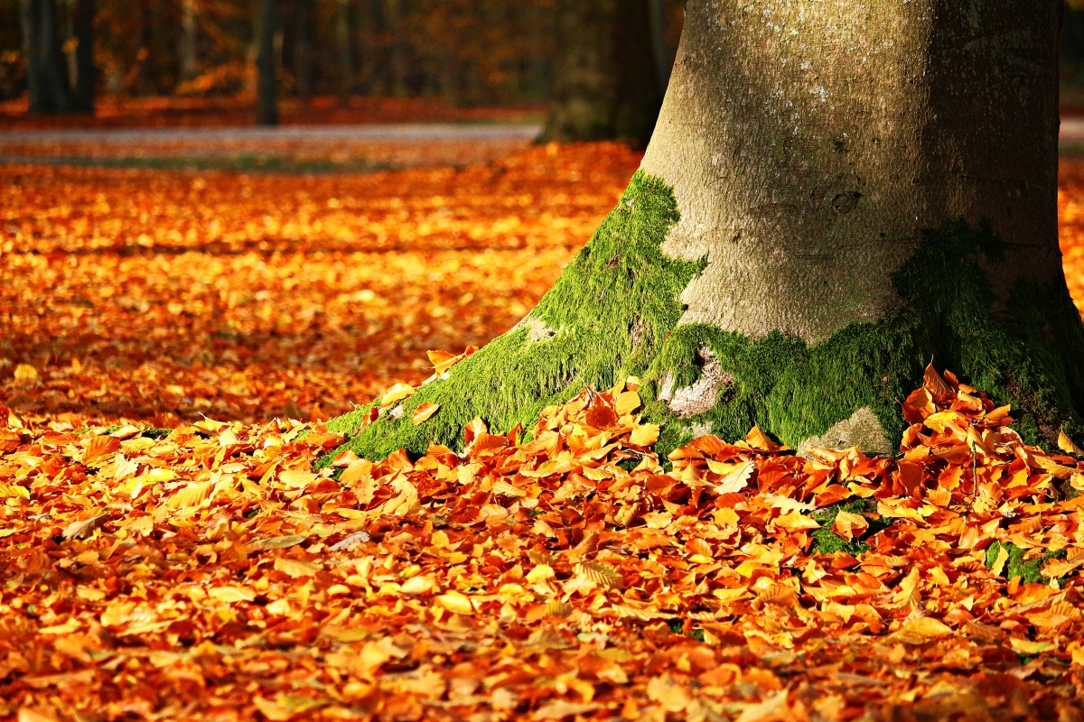 秋天的落叶 苔藓 树 秋季 叶子 森林 4K风景壁纸