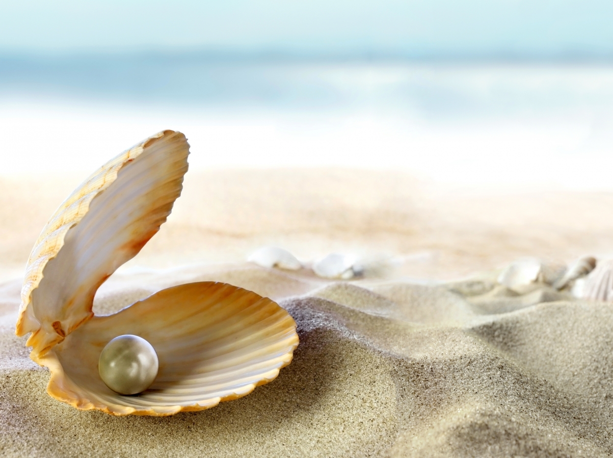 贝壳沙滩珍珠高清图片