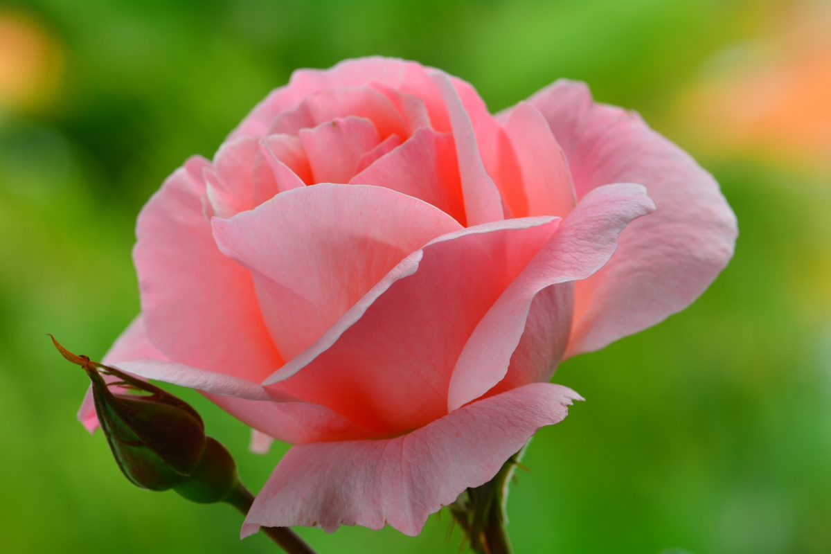 粉色玫瑰花4k壁纸图片