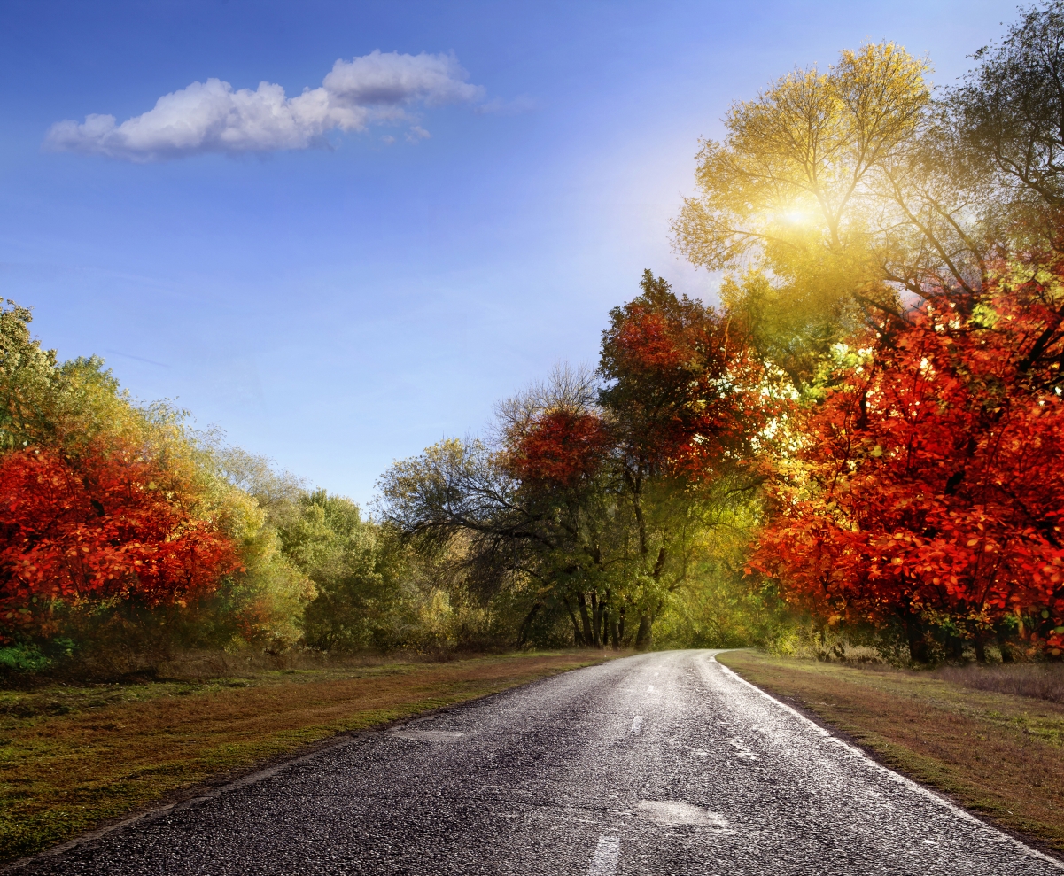 自然秋天的树叶4K风景图片