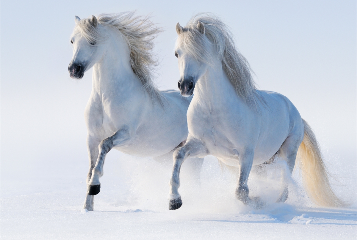 马 骏马 两只白马 跑步 步行 雪 冬天 6K壁纸