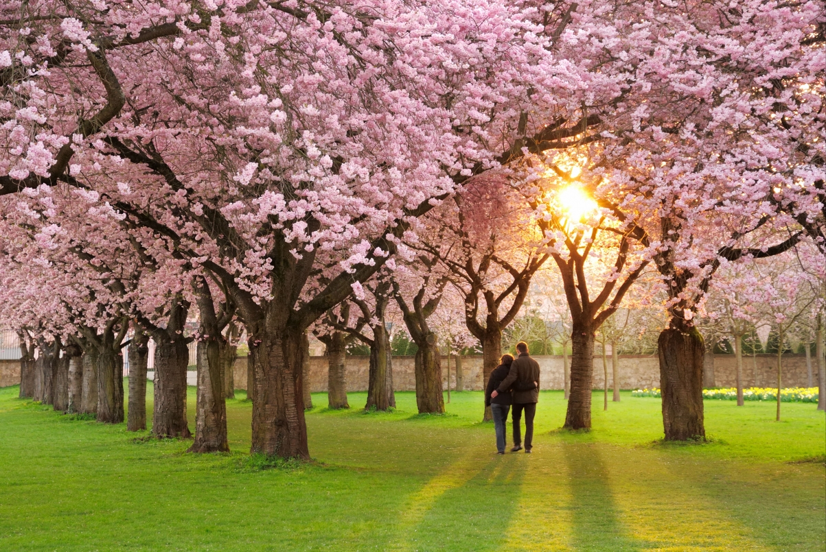 春天 公园 花瓣 樱花 夫妇 6k壁纸图片