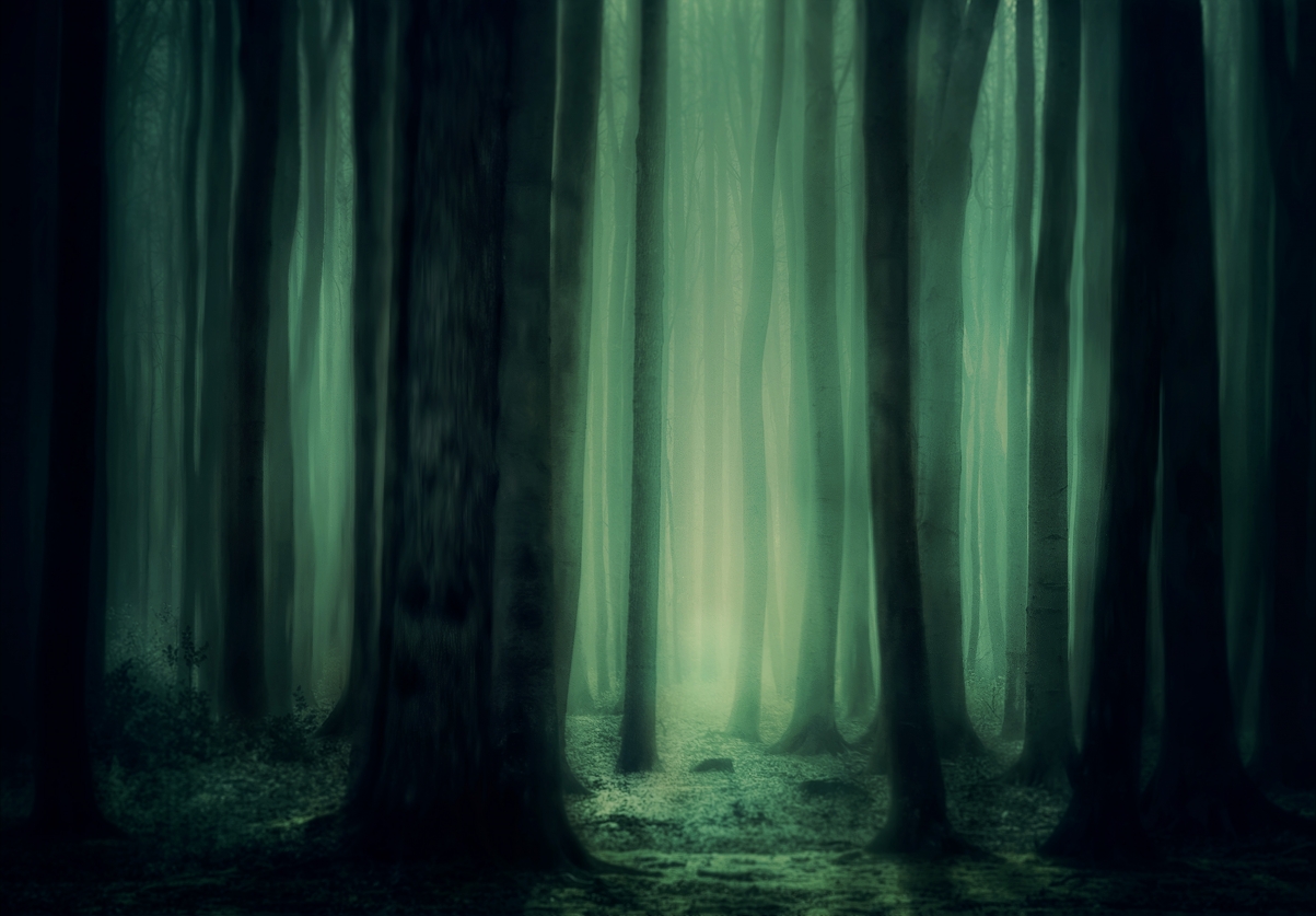 森林 树 雾 神秘 黑暗 如梦如幻 童话 神奇 魔术 唯美5k背景图片