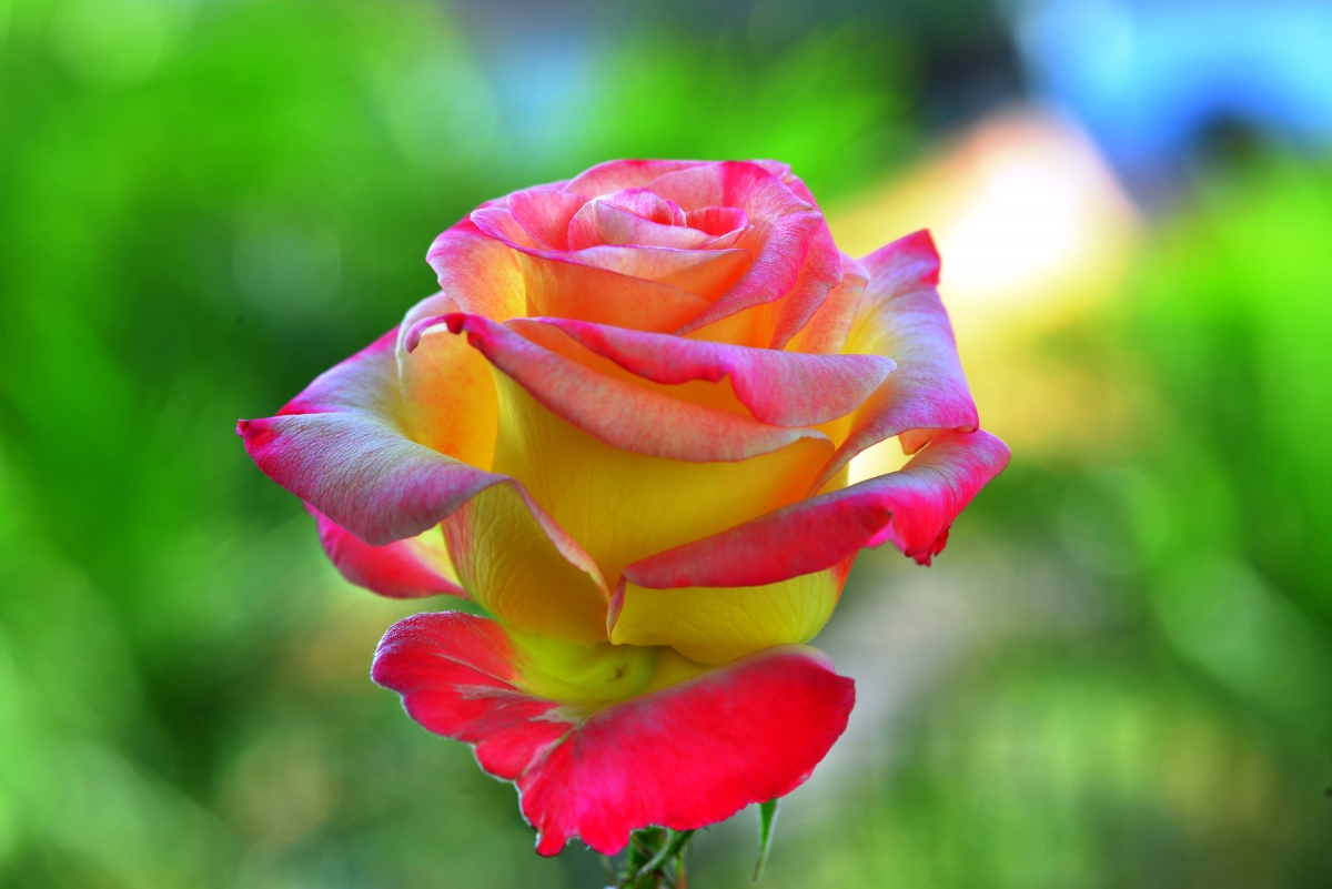 夏季玫瑰花瓣高清图片素材
