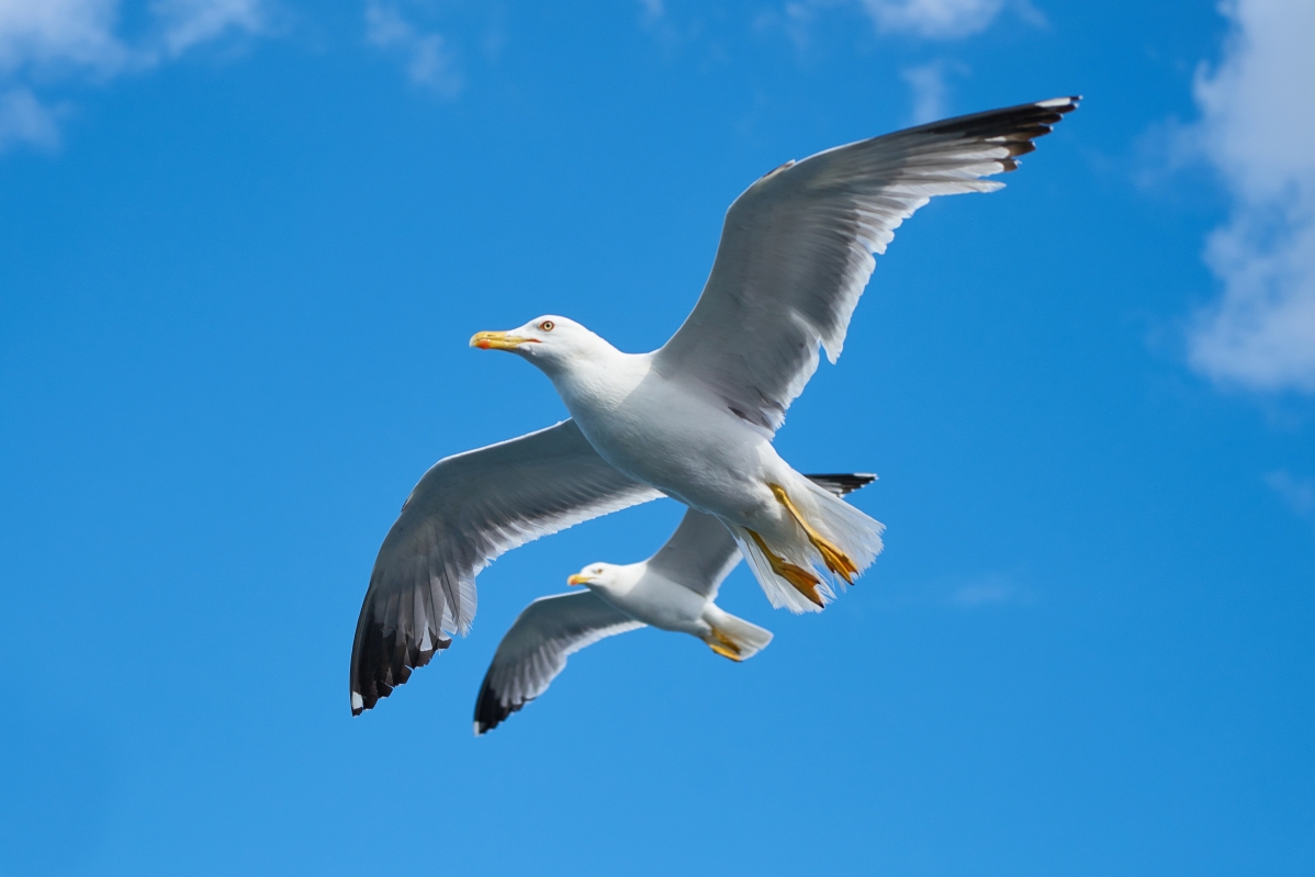 海鸥 鸟 美丽 云 天空 和平 5K图片
