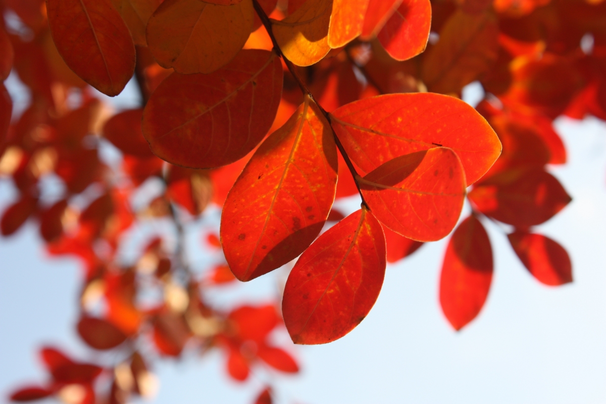 红色的树叶子摄影图片