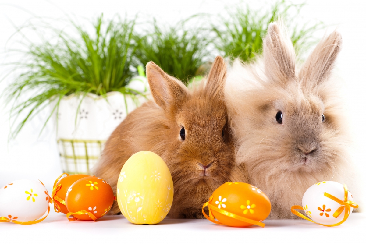 复活节彩蛋中的兔子手绘插画图片-千库网